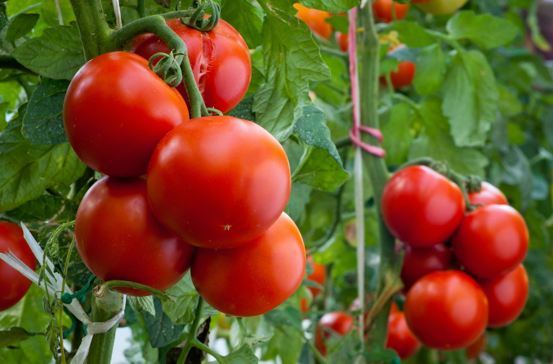 Sécurité alimentaire et agriculture